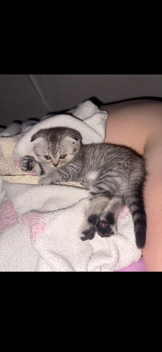 Шотландский котенок