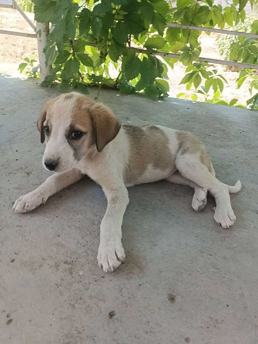 Щенок, девочка, 3 месяца