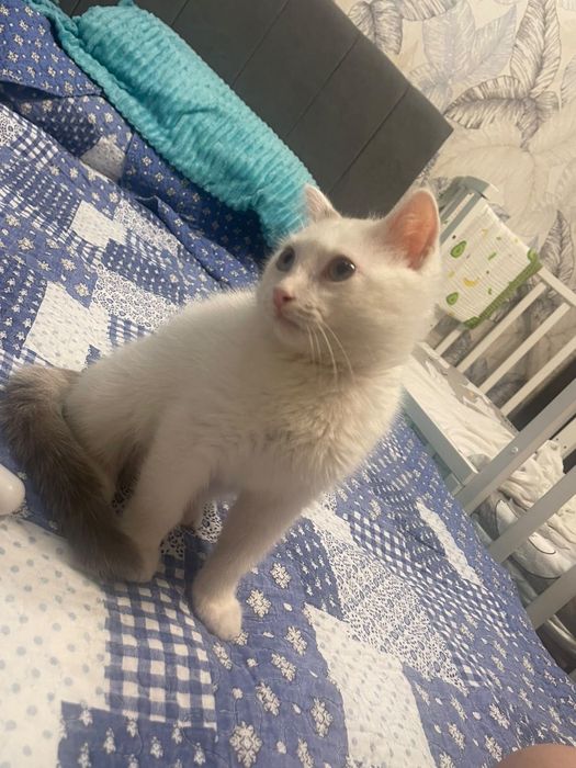 Котенок в добрые руки