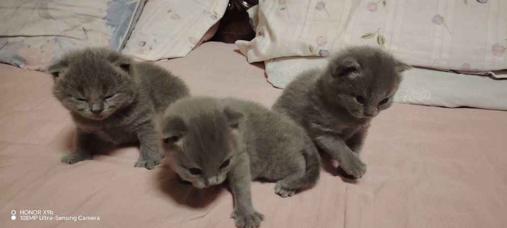 Shirin zotdor mushukchalar sotiladi.