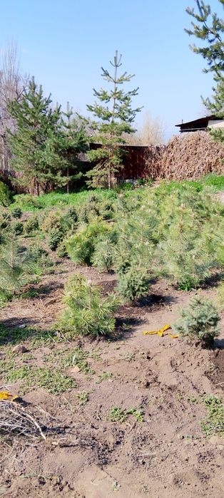 Продам Ёлку своя