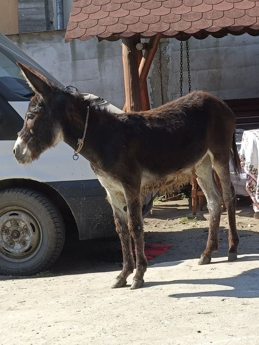 Vând măgăriță...