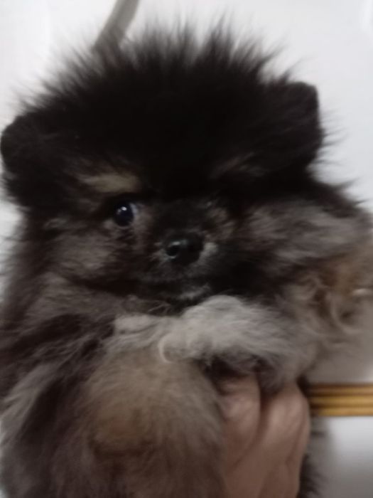 Щенок померанского шпица