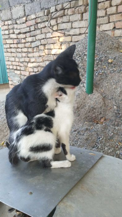 Домашние котятки в добрые руки