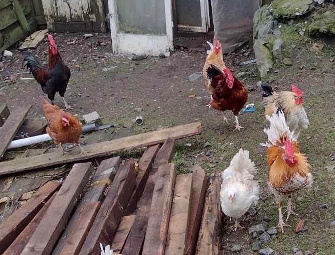 Продава млади петли