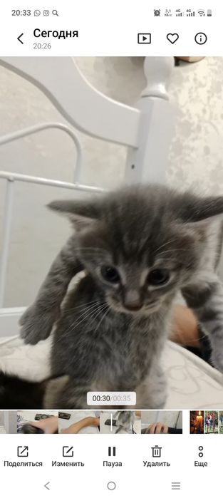 Отдам котят в добрые руки