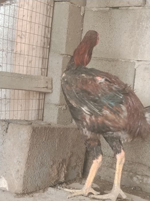 Продам индюк индоутка дакан