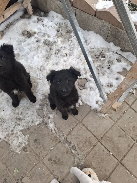 Щенки помесь овчарка и лабрадор