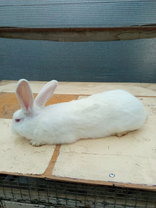 Зайци мъжки и женски