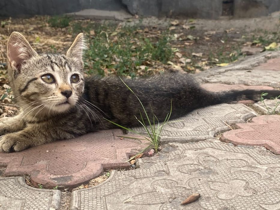 Котята, отдам в хорошие руки