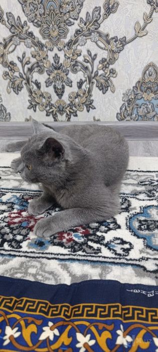 British gray fold mushugi sotiladi