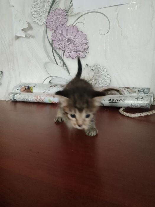 Отдам котят в добрые руки