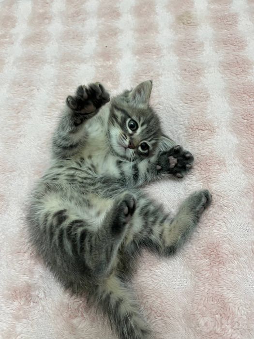 Котонек в хорошие руки