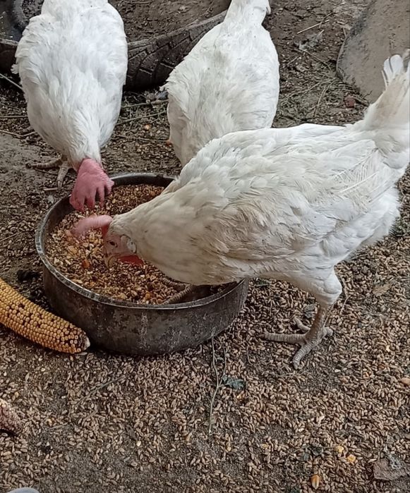 Куры несушки продам