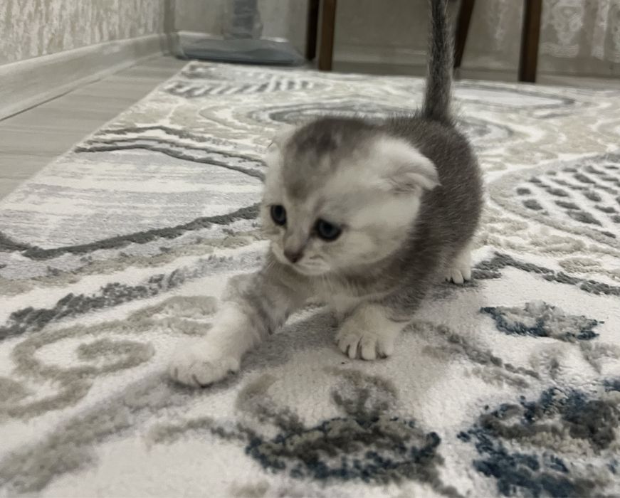 Серебристая вислоухая шиншила