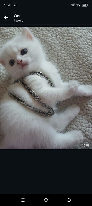 Продам котенка 2 месяца.