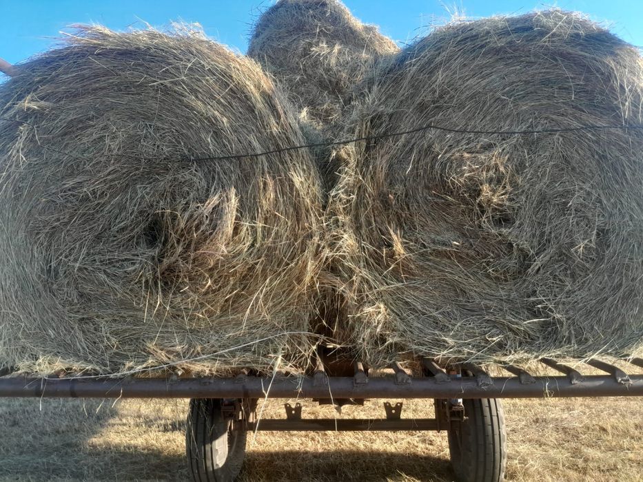 Продам сено разнотравье покровка