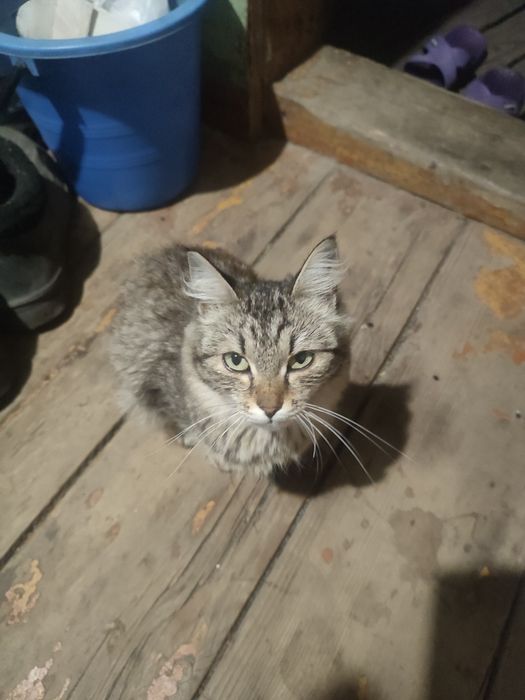 Отсюда кошка и котята