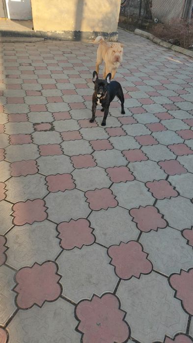 Продам собачку французский бульдог