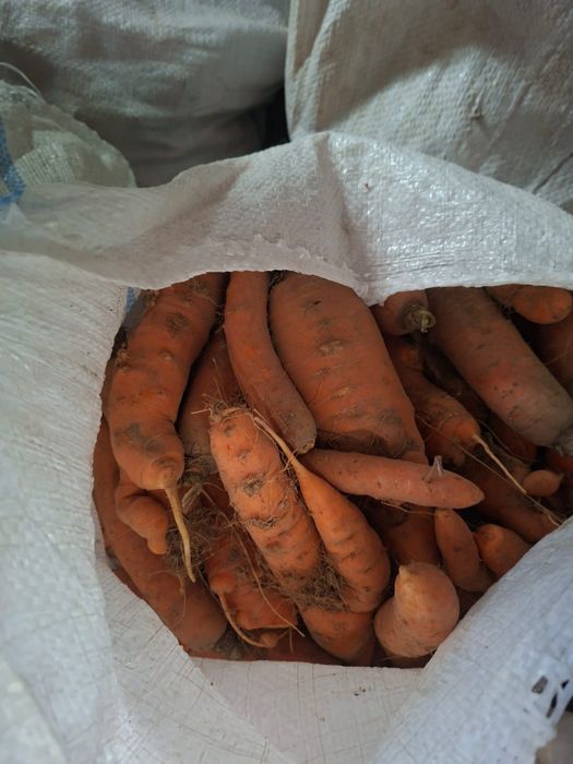 Morcov pentru animale