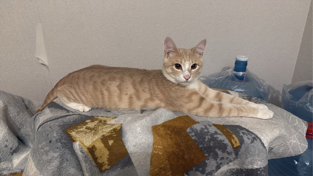 Отдам кота в добрые руки