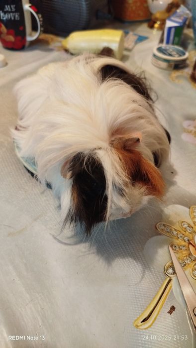 Морские свинки домашние