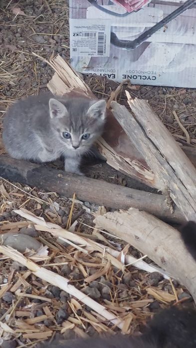 Отдам котят в хорошие руки