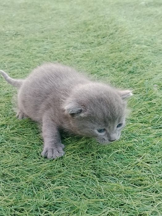 Отдам Котят  от 15 августа
