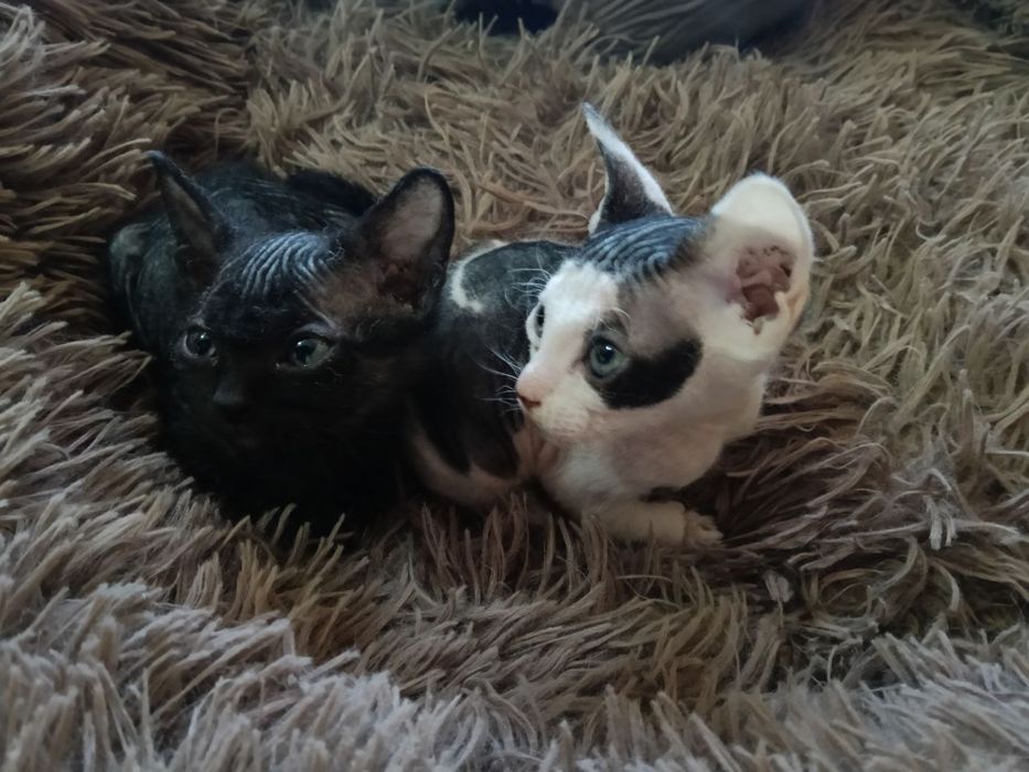 Отдам котят в надежные руки