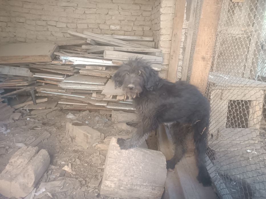 Продам срочно драдхара