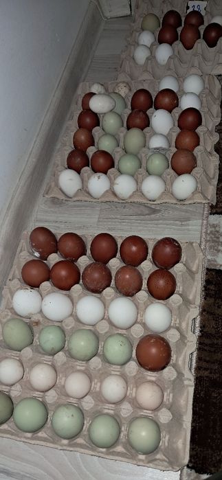 Ouă marans araucana sebringht appenzeller