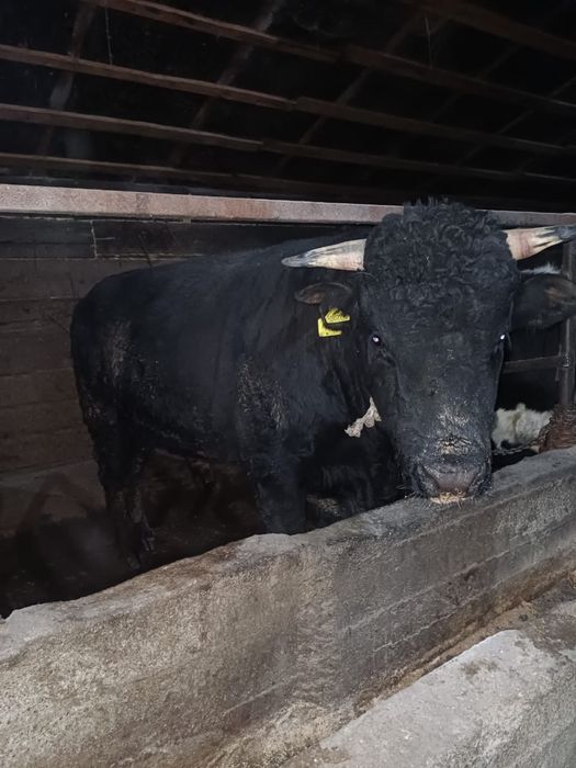 Ангус бықа сатылады