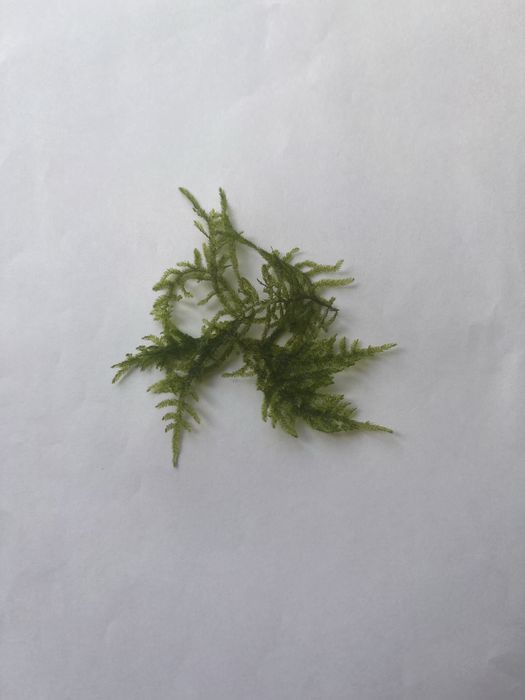 Peacock Moss (Taxiphyllum sp.) – жив аквариумен мъх