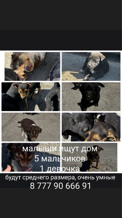 Очень красивые щенки ищут дом