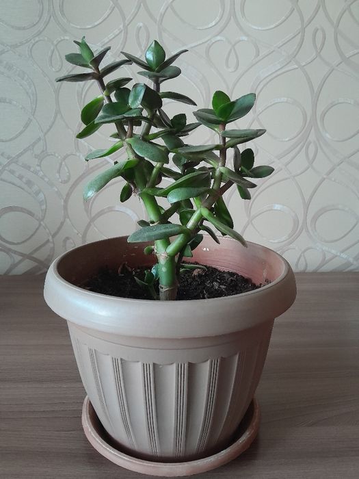 Комнатные домашние цветы