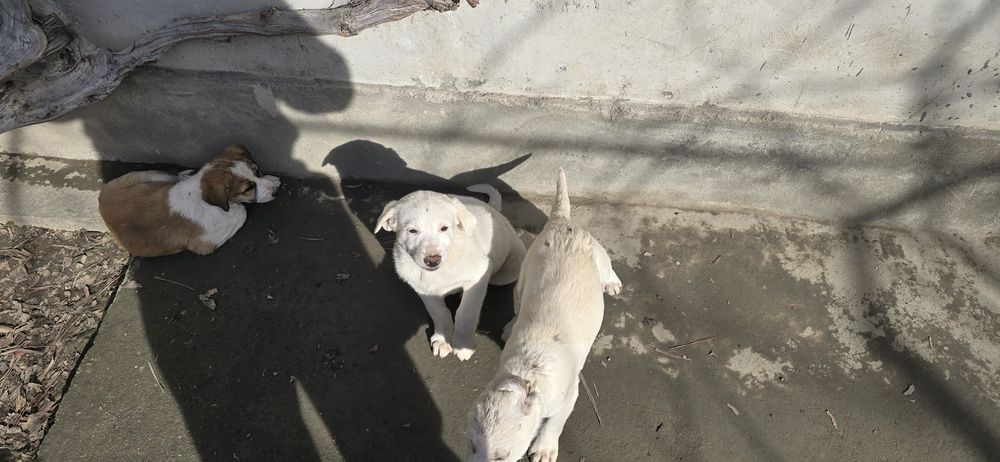 Продам щенков в добрые руки