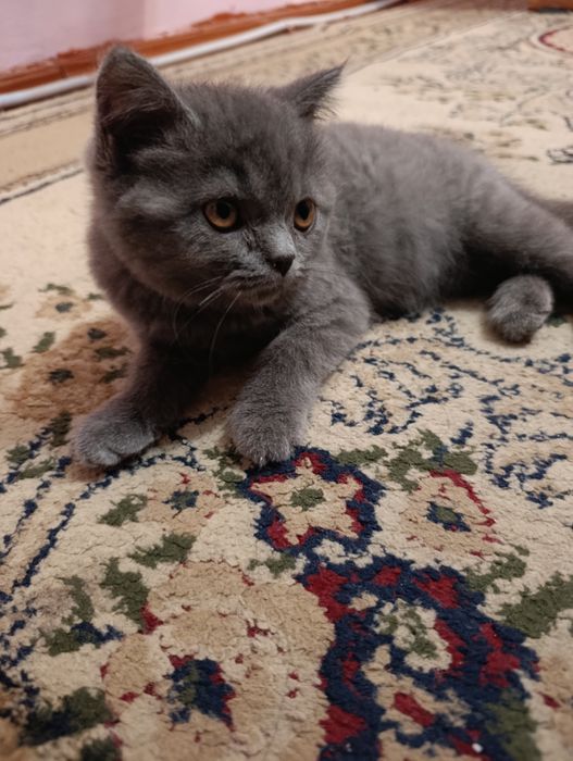 Котёнок породы британская