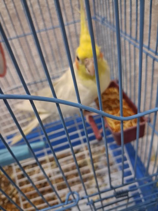 Продам попугай с клетка карелла