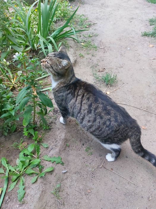 Кошечкам нужен надёжный дом