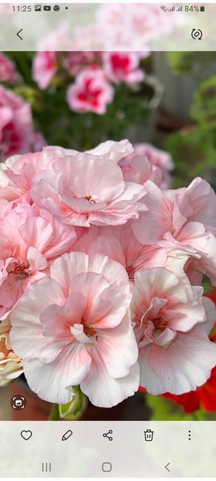 Герани Пералгония