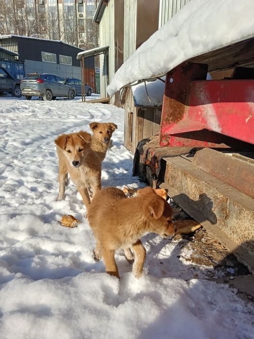 отдам щенков девочки мальчики