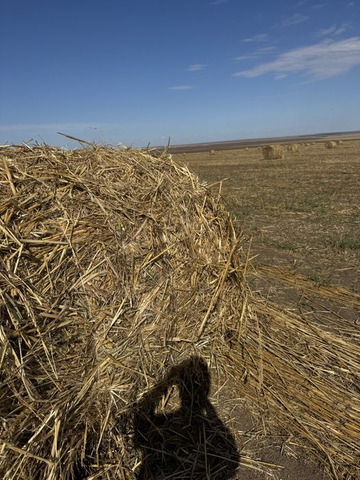 Салома просы в рулонах