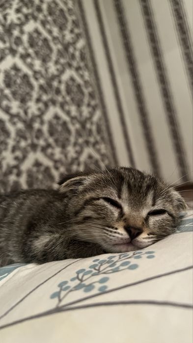 Висоухий котенок мальчик