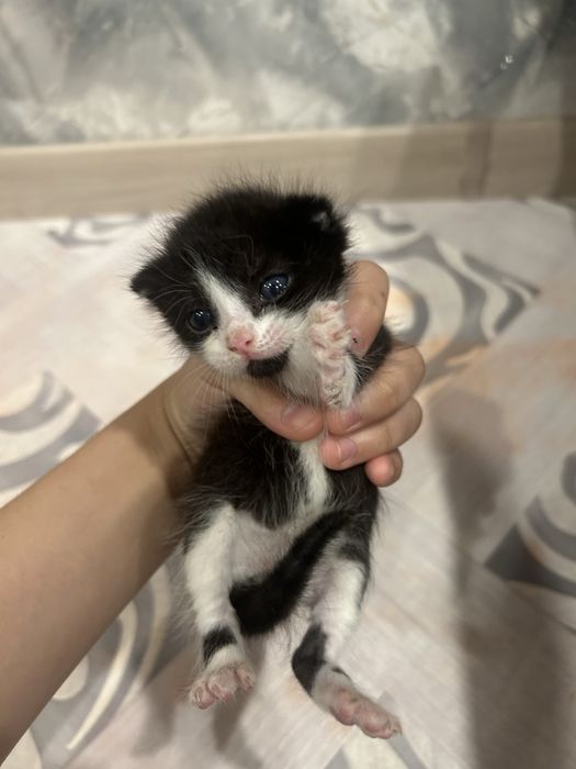 Котенок маленкий мальчик