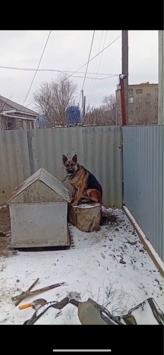 Овчарка сатылады