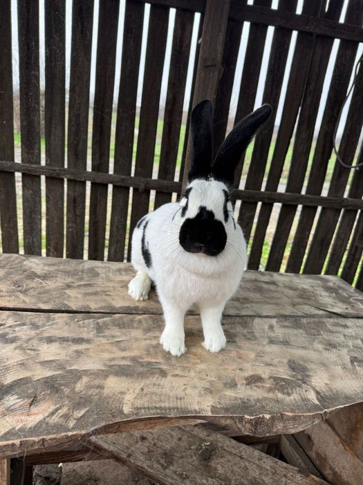 Femela fluture german tatuata