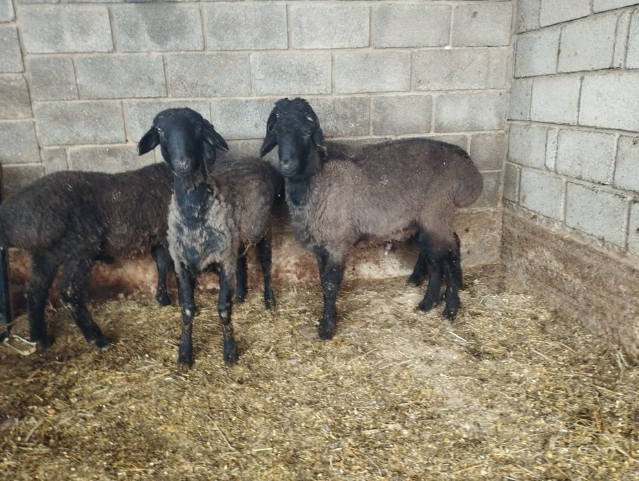 Кошкарлар бар зор