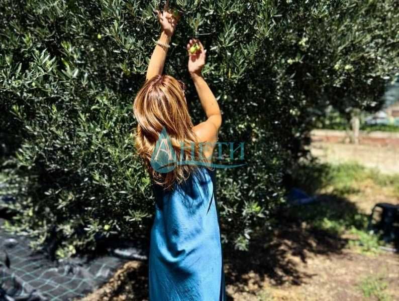 Продава се Парцел в София, Гео Милев - 1000 кв.м за 10 €/кв.м - Снимка #8