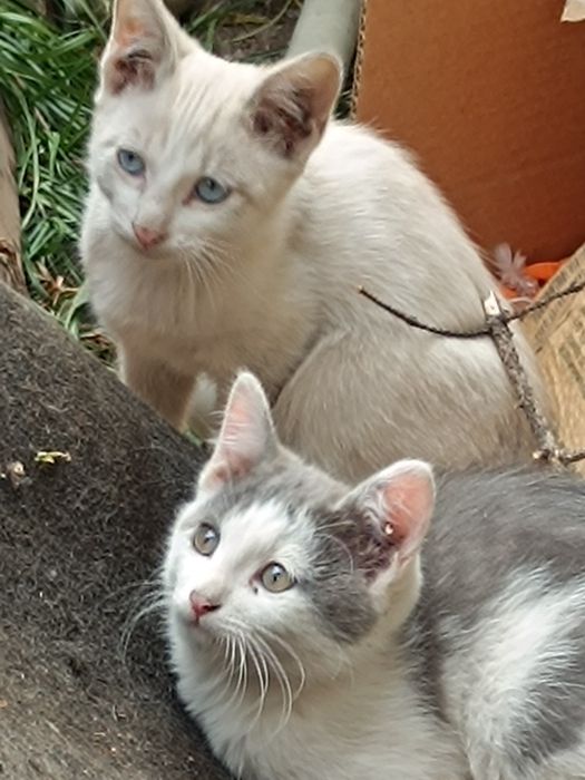 Отдам котят в добрые руки