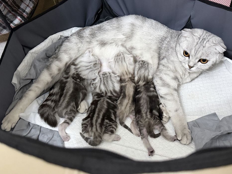 Шотладние котята